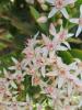 Mature Jade Plant or Crassula ovata with thick branching stems, pairs of smooth oval succulent green leaves, reddish leaf margins, and clusters of small white to pale pink star-shaped flowers.