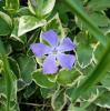 Creeping Myrtle or Lesser Periwinkle forming a dense evergreen groundcover of trailing stems, opposite glossy oval leaves, and solitary five-lobed blue-violet flowers.