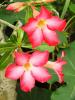 Desert Azalea, Adenium obesum, a highly toxic cardiac glycoside-containing desert rose plant dangerous to dogs, cats, and horses