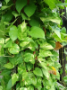 Devil’s Ivy, Epipremnum aureum, a calcium oxalate-containing pothos houseplant toxic to dogs and cats