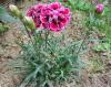 Wild carnation or clove pink (Dianthus caryophyllus) with slender upright stems, narrow opposite blue-green leaves, and fragrant pink flowers with five deeply toothed or fringed petals held above a long tubular green calyx.
