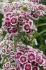 Sweet William (Dianthus barbatus) with dense clusters of small burgundy, pink, and white patterned flowers with fringed petals above narrow green leaves.