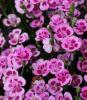 Eastern Star, Dianthus species, a mildly toxic ornamental pink or carnation-type plant that can cause vomiting, diarrhea, and dermatitis in pets