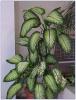 Variable Dieffenbachia or handsome dumb cane (Dieffenbachia seguine, formerly Dieffenbachia picta) with a thick upright cane-like stem and large glossy oval leaves irregularly mottled, spotted, or brushed with cream, pale yellow, white, and multiple shades of green.