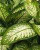 Dieffenbachia, Dumb Cane, a calcium oxalate-containing Araceae houseplant toxic to dogs and cats