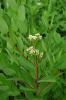 Dogbane, Apocynum species, a fibrous cardiac glycoside-containing pasture and hay contaminant toxic to dogs, cats, horses, and livestock