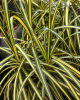 Straight-margined dracaena or Madagascar dragon tree with slender tan canes and dense rosettes of long, narrow, arching green leaves edged in dark red.