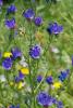 Purple viper’s bugloss (Echium plantagineum) with a basal rosette of broad, prominently veined, hairy leaves, erect bristly branching stems, and curved clusters of purple funnel-shaped flowers with protruding stamens
