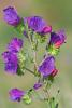 Patterson’s Curse or Purple Viper’s-Bugloss (Echium plantagineum), an erect bristly pasture weed with broad hairy rosette leaves, branching stems, and curved clusters of purple funnel-shaped flowers