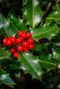 English Holly, Ilex aquifolium, a low-toxicity saponin-containing holly with red berries and spiny leaves that can cause vomiting and diarrhea in pets