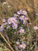 Showy fleabane, Erigeron speciosus, forming a leafy perennial clump with branching upright stems and clusters of large lavender-blue daisy-like flower heads with narrow rays surrounding yellow-orange centers.