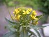 Wormseed mustard or wormseed wallflower (Erysimum cheiranthoides), an erect annual or biennial mustard with narrow lance-shaped leaves, small four-petaled bright yellow flowers in an elongating terminal cluster, and numerous slender upright seed pods.