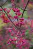 European Spindle Tree / Burning Bush, Euonymus europaeus, a cardiac-glycoside toxic ornamental shrub for pets