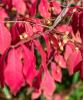 Eastern wahoo or spindle tree (Euonymus atropurpureus), a deciduous shrub with opposite finely serrated elliptical leaves, small maroon-purple flowers, and four-lobed pink capsules opening to reveal scarlet-orange seed coverings.