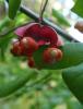 Western Wahoo (Euonymus occidentalis), a straggling deciduous woodland shrub with opposite finely toothed pointed leaves, small mottled greenish-purple five-petaled flowers, and three-lobed reddish fruit capsules opening to expose seeds covered by bright reddish-orange arils.