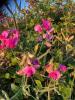 Everlasting Pea, Lathyrus latifolius, a perennial climbing pea vine whose mature seeds can cause lathyrism in horses
