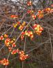 False Bittersweet, Celastrus scandens, a native North American woody vine with terminal clusters of orange capsules and scarlet seed coverings that is toxic to pets