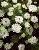 False Queen Anne’s Lace, Ammi majus, a white-flowered furanocoumarin-containing plant that can cause severe photosensitization in animals
