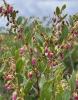 Fetter Bush, Leucothoe species, a grayanotoxin-containing evergreen shrub with leathery leaves and clusters of white bell-shaped flowers toxic to pets