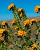 Fiddleneck, Amsinckia species, a bristly yellow-orange wildflower whose curled flower stalks and pyrrolizidine-alkaloid-containing seeds can poison livestock