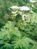 Cow Parsnip, Heracleum maximum, with a tall hairy green stem, enormous three-part lobed leaves, and broad flat clusters of small white flowers