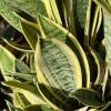 Golden Bird’s Nest Snake Plant, Dracaena trifasciata ‘Golden Hahnii’, forming a compact nest-like rosette of short green leaves with horizontal bands and broad golden-yellow margins
