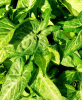 Green Gold Arrowhead Vine, Syngonium podophyllum ‘Green Gold’, with trailing stems and elongated arrow-shaped leaves patterned in dark green, pale green, and golden-yellow variegation