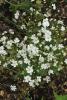 Annual Baby’s Breath with airy branching stems, narrow green leaves, and numerous small five-petaled white flowers