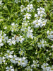 Annual Baby’s Breath or Gypsophila elegans with slender branching green stems, narrow gray-green lance-shaped leaves, and loose airy clusters of larger open five-petaled white or pale pink flowers.