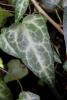 Pastuchov’s Ivy (Hedera pastuchovii), an evergreen woody climber with glossy green juvenile and mature leaves, clinging aerial rootlets, greenish flower umbels, and rounded black fruit on mature flowering growth