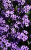 Common garden Heliotrope, Heliotropium arborescens, with wrinkled dark green oval leaves and dense curved clusters of small fragrant violet-purple flowers