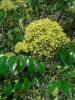 Hercules’ Club or Devil’s Walkingstick, Aralia spinosa, with an upright prickly cane-like trunk, enormous divided umbrella-shaped leaves, large cream-white flower clusters, and bunches of purple-black fruit