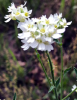 Hoary Alyssum, Berteroa incana, with upright gray-green hairy stems, narrow alternate leaves, small white four-petaled flowers deeply notched to resemble eight petals, and hairy oblong seedpods held close to the stems