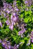 Hosta clump with broad ribbed heart-shaped green and cream-variegated leaves arising from a ground-level crown and tall leafless flower scapes bearing pale lavender bell-shaped flowers.