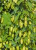 Common hop, Humulus lupulus, with rough twining bines, opposite deeply lobed green leaves, and hanging clusters of pale green papery female hop cones containing yellow lupulin glands