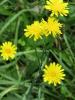 Catsear with a basal rosette of coarse hairy lobed leaves and branched solid flower stalks bearing several yellow dandelion-like flower heads