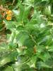 Chinese Holly shrub with glossy rectangular dark green leaves bearing several prominent hornlike spines.