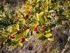 Yaupon holly (Ilex vomitoria), an evergreen shrub or small tree with smooth pale gray bark, dense slender branches, small glossy oval leaves with rounded scalloped margins, inconspicuous white flowers, and clusters of small bright red berries on a female plant.
