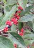 Winterberry holly (Ilex verticillata), a deciduous wetland shrub with alternate finely toothed oval leaves and dense clusters of round bright red fruits attached directly along bare gray branches in winter.
