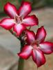Mature Impala Lily or Desert Rose (Adenium obesum) with a thick swollen gray-green caudex, fleshy branching stems, clusters of glossy leaves, and large pink trumpet-shaped flowers with pale centers.