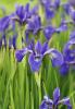 Garden iris with upright sword-shaped green leaves and a large purple flower composed of three upright standard petals and three broad drooping fall petals marked with contrasting veins.