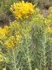 Rayless goldenrod, Isocoma pluriflora, with upright woody-based stems, narrow sticky leaves, and clusters of small yellow rayless flower heads at the stem tips.