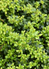 Japanese holly (Ilex crenata) forming a dense evergreen shrub with many small glossy oval leaves, inconspicuous pale flowers, and round black fruits tucked beneath the foliage.
