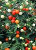 Jerusalem cherry (Solanum pseudocapsicum) with glossy dark-green lance-shaped leaves, small white star-shaped flowers, and round yellow, orange, and bright-red tomato-like fruits growing on a compact bushy plant.