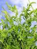 Jerusalem oak (Dysphania botrys), a low branching annual weed with sticky glandular stems, deeply lobed oak-like green leaves, and dense clusters of tiny greenish-yellow flowers.