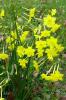 Jonquil (Narcissus jonquilla) with narrow dark-green rush-like leaves and a leafless stem carrying a cluster of small fragrant golden-yellow flowers, each with six spreading tepals and a short cup-shaped corona.