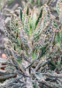 Mother-In-Law Plant or Kalanchoe delagoensis, an upright succulent with narrow tubular gray-green leaves marked by dark reddish-brown patches, small plantlets clustered at the leaf tips, and a tall terminal cluster of drooping orange-red tubular flowers.