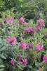 Low evergreen Lambkill shrub with narrow leathery leaves and dense clusters of small deep-pink, cup-shaped flowers growing beneath the leafy branch tips.