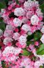 Mature Mountain Laurel shrub with glossy evergreen oval leaves and rounded clusters of pale pink, five-sided cup-shaped flowers marked with darker pink dots.