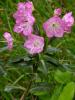 Low evergreen Bog Laurel shrub with opposite narrow glossy dark green leaves, pale leaf undersides, and terminal clusters of small bright pink saucer-shaped flowers